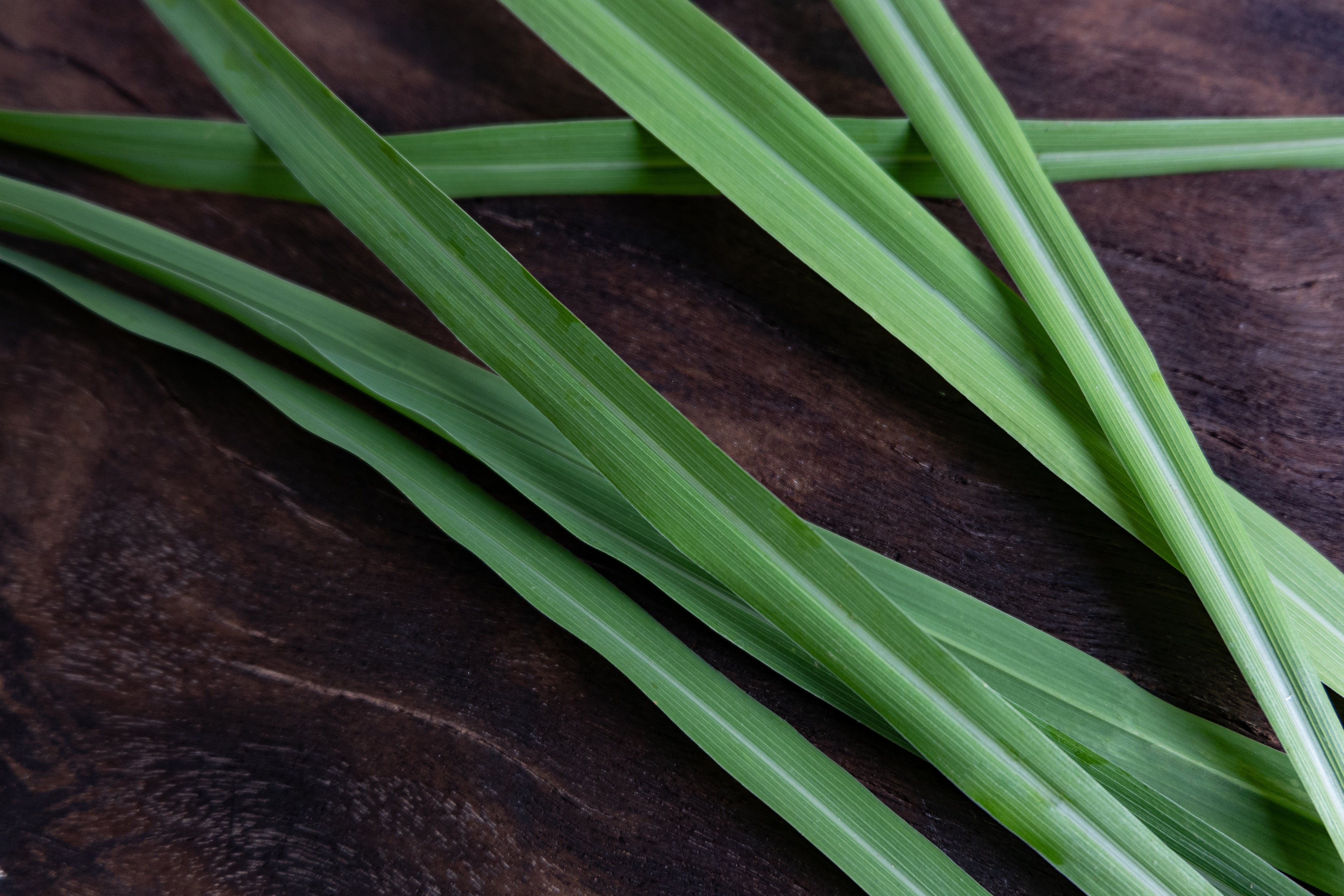 lemongrass, ingredient for natural mosquito repellent