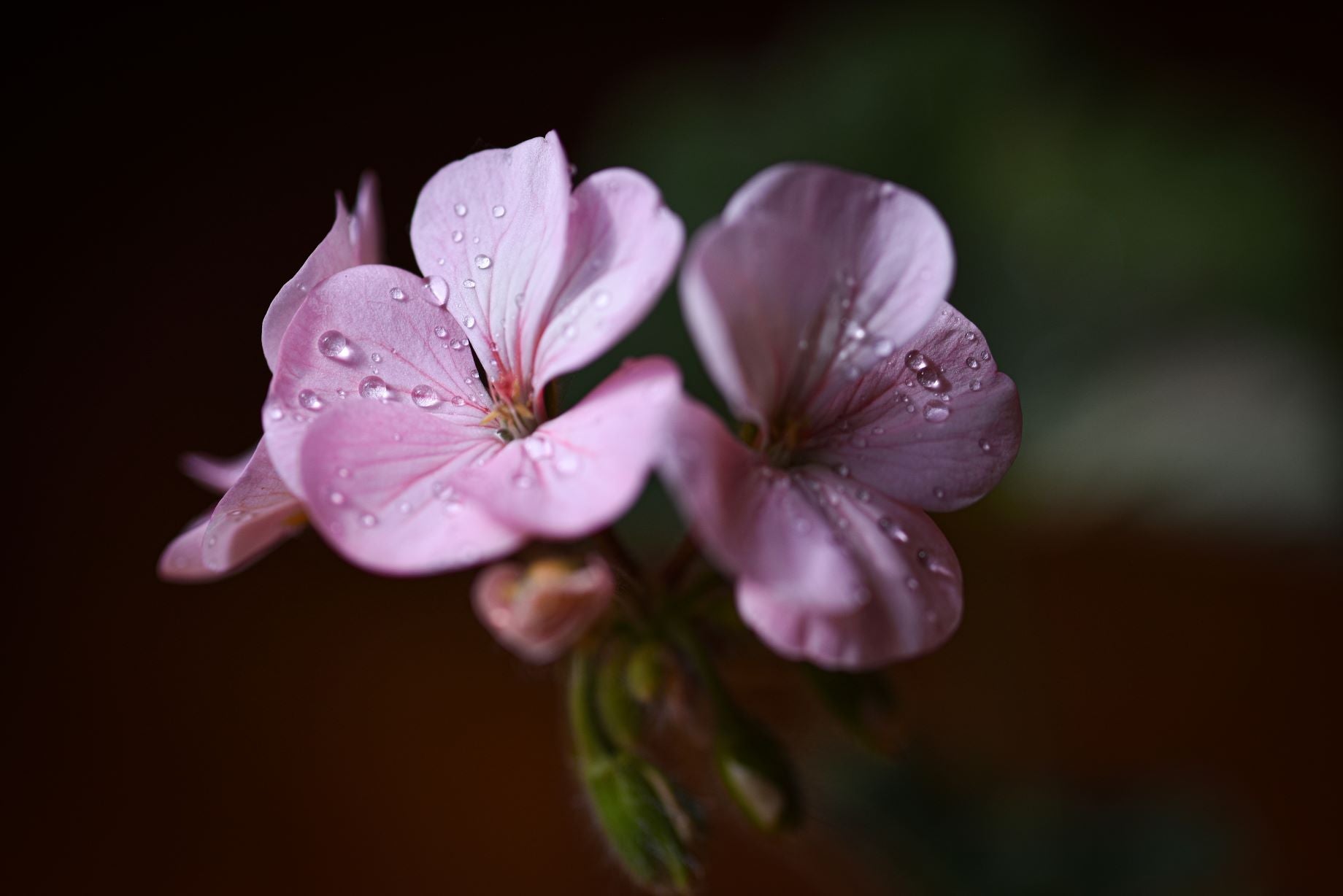 geranium, ingredient for natural mosquito repellent